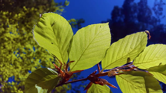 beech leaves, beech, leaves, deciduous tree, nature, green, tree, forest, bright, back light, plant, sunny, deciduous forest, leaf, sun, spring, blue, branch, plant part, focus on foreground, close-up, beauty in nature, growth, day, yellow, green color, sunlight, no people, outdoors, freshness, flower, flowering plant, fragility, tranquility, 4K, CC0, public domain, royalty free