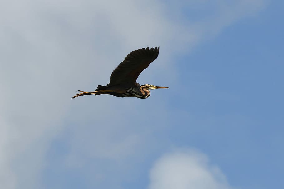 garza, vol, ocell, pantà, brière, un animal, fauna animal, animals a la natura, volant, temes d'animals, animal, vertebrats, cel, vista d’angle baix, ales separades, núvol - cel, naturalesa, a l'aire, dia, cap gent, rapinyaire, moviment, a l'aire lliure, bellesa a la natura, àguila, 4K