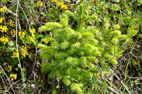avet, arbre, jove, primavera, aroma, perfum, substància activa, cosmètics, spa, bellesa, bonic, cel·lular, Dia de les dones, Pasqua, Pentecosta, jardí, parc, relaxació, regal, sorpresa, tee, preparació, planta medicinal, Alemanya, illa, mainau, península, més, llocs d'interès, al sud, amor, color, verd, planta, creixement, color verd, bellesa a la natura, naturalesa, part de la planta, full, terra, cap gent, dia, primer pla, camp, tranquil·litat, centrar-se en primer pla, bosc, a l'aire lliure, llum solar, vista d’angle alt, frescor, falguera, 5K, CC0, domini públic, lliure de regalies
