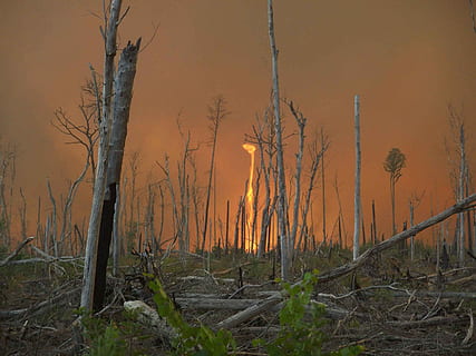 Wirbel, Flammen, Feuer, Baum, Pflanze, Land, Baumstamm, Kofferraum, Wald, Waldbrand, Natur, Szenen - Natur, Umgebung, Feuer - natürliches Phänomen, Verbrennung, keine Leute, Umweltschäden, Nicht-städtische Szene, Wachstum, Umweltprobleme, kahler Baum, draußen, tote Pflanze, 2K, CC0, gemeinfrei, lizenzfrei