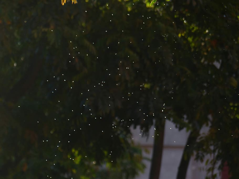mosquits, volar, insecte, llum de fons, llum, angescheint, punts de llum, enjambre de mosquits, eixam, fliegenschwarm, naturalesa, cap gent, a l'aire lliure, moviment, arbre, nit, planta, aigua, bellesa a la natura, creixement, humit, tirar, color verd, tranquil·litat, pluja, enfocament selectiu, moviment borrós, vista d’angle baix, temporada de pluges, gota de pluja, nevar, 4K