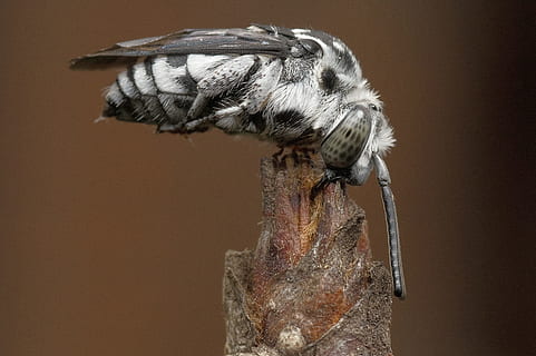 selektywny, fotografia fokusowa, szary, latać, przysiadł, brązowy, Gałązka, ćma, owad, pluskwa, kokon, czarny i biały, skrzydełka, anteny, Natura, dzikiej przyrody, transformacja, metamorfoza, dziki, zwierzę, makro, zbliżenie, skrzydło zwierzęce, jedno zwierzę, tematy zwierzęce, zwierzęca przyroda, zwierzęta na wolności, bezkręgowy, żadnych ludzi, skupić się na pierwszym planie, wewnątrz, część ciała zwierzęcia, studio strzał, ptak, piękno natury, zoologia, kruchość, roślina, oko zwierzęcia, 2K, CC0, domena publiczna, darmowe zdjęcia