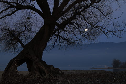 træ, dans, måne, aften, humør, aften, humør, fuldmåne, belysning, romantisk, landskab, bare træ, natur, nat, ingen mennesker, udendørs, plante, ro, himmel, bagagerum, træstamme, afdeling, rolig scene, jord, skønhed i naturen, scenics - natur, vand, silhuet, Mark, måneskin, 5K, CC0, offentligt domæne, royaltyfrie