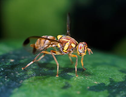 fly, melon, frukt, makro, insekt, bug, skadedyr, jordbruk, skader, dyre temaer, dyreliv, dyr i naturen, virvelløse, dyr, ett dyr, nærbilde, selektiv fokusering, dag, ingen folk, natur, anlegg, grønn farge, leddyr, blad, plante del, skjønnhet i naturen, zoologi, utendørs, dyr øye, 2K, CC0, offentlig domene, opphavsrett gratis