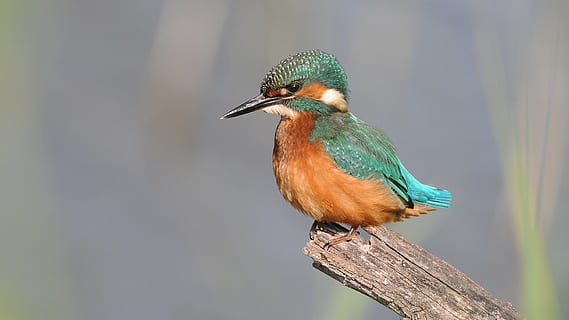 selectivo, foco fotografia rio pescador, atención, caza, catapulta, pájaro, animal, temas de animales, vertebrado, fauna animal, un animal, animales en la naturaleza, posado, martín pescador, material de madera, centrarse en primer plano, naturaleza, longitud total, nadie, al aire libre, árbol, belleza en la naturaleza, de cerca, día, rama, pico, selva, poste de madera, 2K, CC0, dominio público, libre de derechos