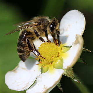 fotografia ravvicinata, ape, fiore, insetto, macro, polline, natura, flora, estate, nettare, miele, api, giardino, pianta, animali allo stato selvatico, un animale, avvicinamento, temi animali, animale, fauna selvatica, invertebrato, pianta fiorita, bellezza nella natura, fragilità, petalo, vulnerabilità, testa di fiore, crescita, freschezza, nessuno, impollinazione, 2K, CC0, dominio pubblico, privo di copyright