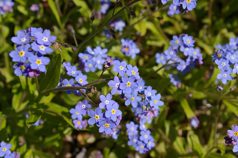 violett, Frühling, blühen, Pflanze, Blau, lila, Farbe, bunt, Natur, Blume, Garten, Süss, violette Pflanze, Flora, ziemlich, wunderschönen, malerisch, Stimmung, Hintergrund, Teppich aus Blumen, romantisch, hell, Schönheit, blühte auf, Gartengestaltung, blühende Pflanze, Verletzlichkeit, Zerbrechlichkeit, Schönheit in der Natur, Wachstum, Blütenblatt, Frische, Blütenkopf, Nahansicht, ein Tier, Blütenstand, selektiver Fokus, wirbellos, Tierwelt, keine Leute, Tierthemen, Schmetterling - Insekt, Bestäubung, 2K