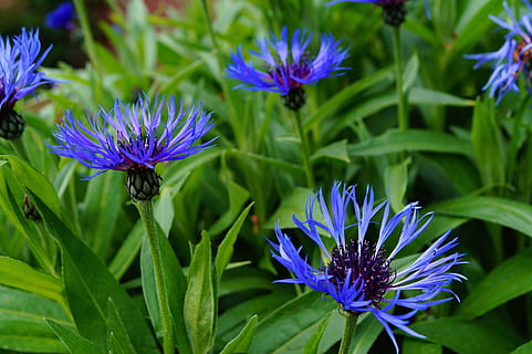 albăstrea, centaurea cianus, inflorit, albastru, calmant, încredere, floare, Violet, creştere, natură, Culoarea verde, fragilitate, planta cu flori, plantă, vulnerabilitate, prospeţime, frumusețe în natură, petală, cap de floare, a închide, inflorescenţă, insectă, animale în sălbăticie, nevertebrat, parte a plantelor, animale tematice, nici o persoana, polenizare, 5K, CC0, domeniu public, fără drepturi de autor