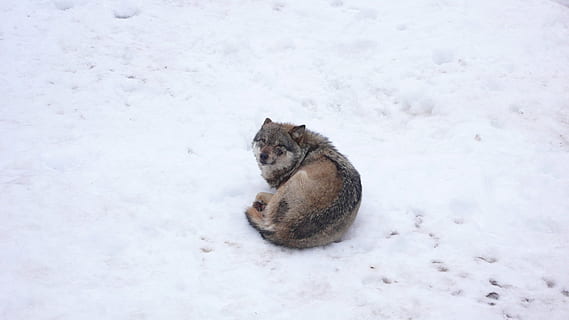 braun, Wolf, Verlegung, schneebedeckt, Boden, kalt, Pack, Natur, Schnee, Winter, kalte Temperatur, Tierthemen, Tier, Säugetier, ein Tier, Tiere in freier Wildbahn, Tierwelt, Entspannung, keine Leute, Wirbeltier, Tag, ausruhen, Land, weiße Farbe, hinlegen, High Angle View, schneit, 4K, CC0, gemeinfrei, lizenzfrei