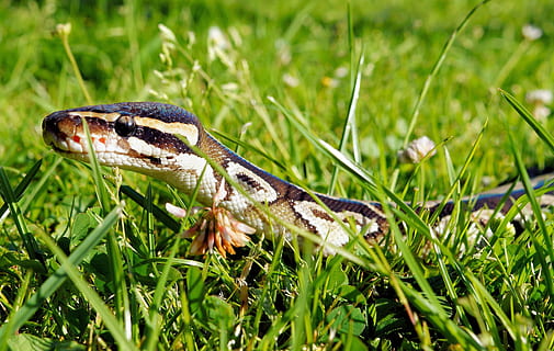 had, krajta, mojave, divočina, plaz, stupnice, zavřít, míč python, constrictor, krása, hlad, zvířat, zvíře, jednoho zvířete, zvířata ve volné přírodě, tráva, rostlina, Příroda, obratlovců, nikdo, detail, zelená barva, část těla zvířete, den, ještěrka, venku, přistát, boční pohled, zvířecí hlavy, zvířecí jazyk, stéblo trávy, zobrazení profilu, 4K, CC0, veřejná doména, bez autorských práv