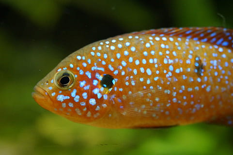 peix, taronja, fluorescent, punts, tacat, es va retirar, aigua, mar, aquari, sota l'aigua, món submarí, colorit, un animal, animal, temes d'animals, fauna animal, animals a la natura, vertebrats, la vida marina, primer pla, marí, cap gent, part del cos dels animals, naturalesa, nedar, submarí, marques d’animals, vista del perfil, cap d’animals, ull d’animals, 5K, CC0, domini públic, lliure de regalies
