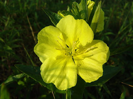 dawn, island, drava, nature, fishing, plant, beauty in nature, flower, flowering plant, fragility, growth, freshness, vulnerability, petal, close-up, flower head, inflorescence, yellow, focus on foreground, green color, no people, day, outdoors, plant part, pollen, softness, 2K, CC0, public domain, royalty free