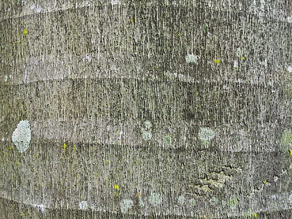 Palme, Baum, Stengel, schließen, Aussicht, Textur, Vollbild, Hintergründe, texturiert, keine Leute, Wandbau - Funktion, Tag, gebaute Struktur, die Architektur, Holz - Material, alt, Nahansicht, verwittert, Pflanze, Muster, draußen, Rau, Natur, beschädigt, Wand, grüne Farbe, Beton, 1080P, CC0, gemeinfrei, lizenzfrei