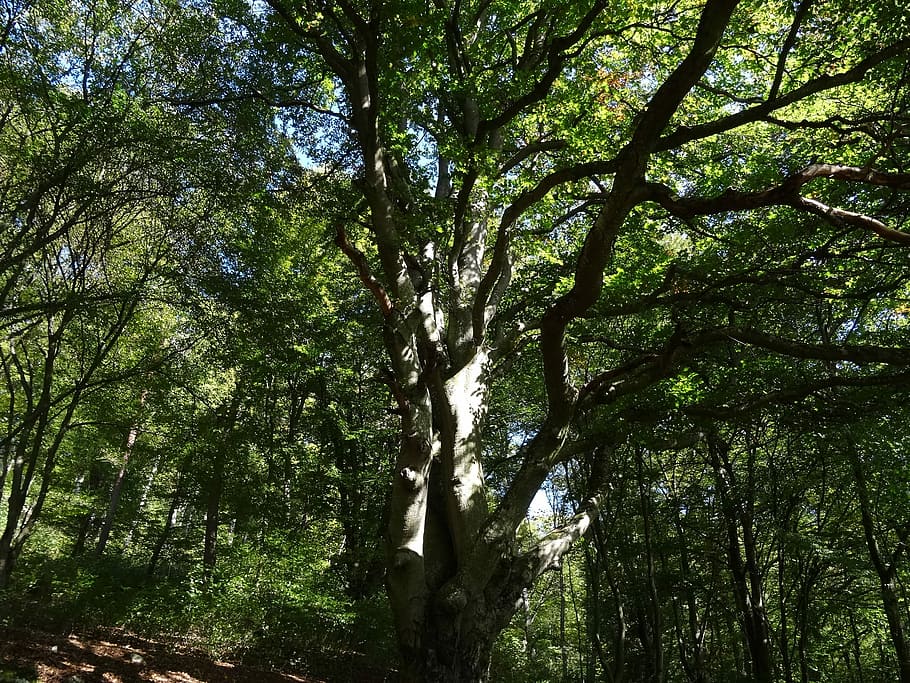 boom, Bos, rust uit, kunst, groen, herfst, kunst, groen, natuur, buitenshuis, dag, geen mensen, fabriek, land-, groei, schoonheid in de natuur, kalmte, bos-, boomstam, lage hoekweergave, scenics - natuur, romp, groene kleur, tak, zonlicht, rustige scène, Boomkap, regenwoud, bamboe - plant, 2K