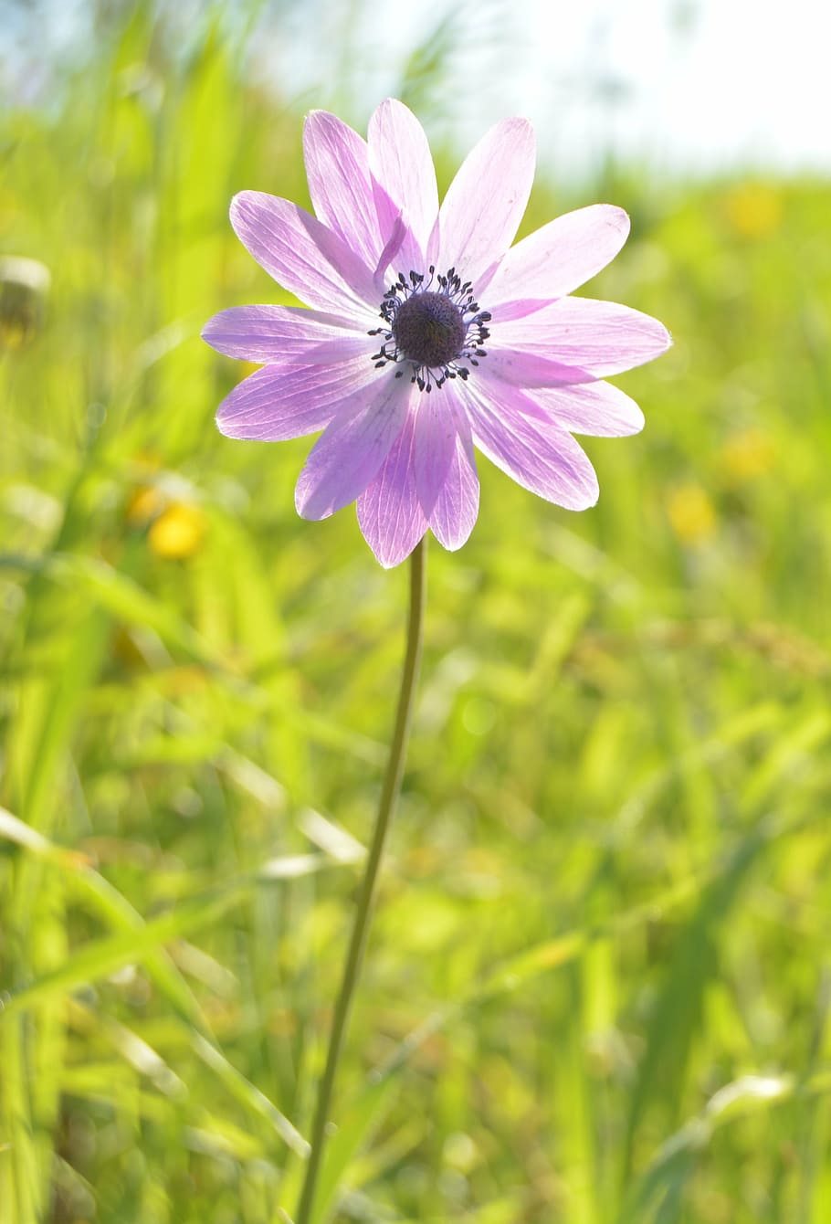 fiore, viola, luce, sole, fiori colorati, primavera, anemone, anemone stellato, pianta fiorita, pianta, freschezza, crescita, vulnerabilità, fragilità, bellezza nella natura, avvicinamento, petalo, testa di fiore, natura, colore verde, infiorescenza, concentrarsi sulle conoscenze acquisite, campo, giorno, nessuno, terra, all'aperto, polline, 4K