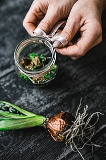 making, little, ornamental, seedling, small, jar, Woman, plant, decoration, ornament, planting, crafting, adornment, food, human Hand, freshness, herb, leaf, close-up, wood - Material, organic, vegetable, healthy Eating, green Color, preparation, human body part, one man only, one person, hand, real people, holding, food and drink, indoors, human finger, body part, unrecognizable person, finger, high angle view, focus on foreground, preparing food, 5K