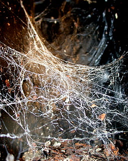 foto ravvicinata, bianca, ragnatela, Rete, trappola, ragno, web, guazzabuglio, avvicinamento, nessuno, fragilità, natura, all'aperto, giorno, intrappolati, bellezza nella natura, complessità, vulnerabilità, albero, concentrarsi sulle conoscenze acquisite, messa a fuoco selettiva, pianta, ramo, asciutto, complicazione, modello, 1080P, CC0, dominio pubblico, privo di copyright