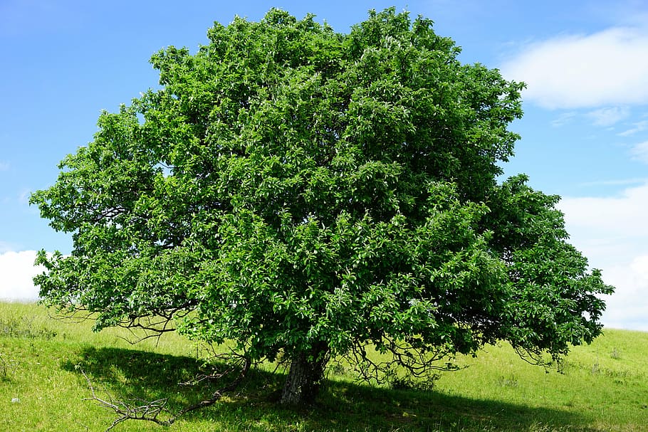 arbre, costat, turó, sola, rand ecker maar, blanc verd, sorbus aria, haw, sorbus, hivernacle de roses, rosàcies, gran, idil·li, Meravelles naturals, planta, creixement, color verd, cel, bellesa a la natura, camp, tranquil·litat, naturalesa, terra, dia, cap gent, escena tranquil·la, a l'aire lliure, escenics - natura, paisatge, fullatge, herba, medi ambient, exuberant fullatge, 5K