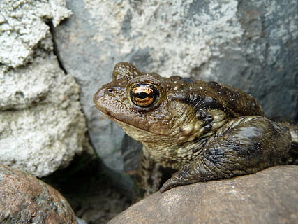 φρύνος, κοινός φρύνος, bufo bufo, φύση, κήπος, φιλόζωος, καφέ, γη, νερό, Κοντά, πορτρέτο, ζωικά θέματα, ζώο, άγριας ζωής των ζώων, ένα ζώο, στερεός, ροκ - αντικείμενο, ζώα στη φύση, έρπων, βράχος, σπονδυλωτό, χωρίς κόσμο, γκρο πλαν, σαύρα, ημέρα, σε εξωτερικό χώρο, iguana, μέρος του σώματος των ζώων, πλαϊνή όψη, εστίαση σε νέα στοιχεία, κεφάλι ζώων, ζωικής κλίμακας, 2K, CC0, δημόσιος τομέαςα, χωρίς δικαιώματαe