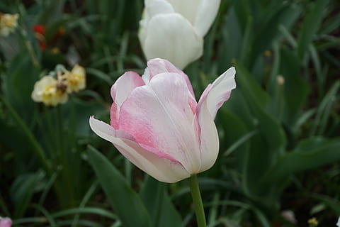 tulipan, Rose, forår, blomst, blomstrende plante, plante, skønhed i naturen, friskhed, sårbarhed, kronblad, skrøbelighed, tæt på, vækst, blomsterstand, blomsterhoved, lyserød farve, natur, ingen mennesker, plante del, blad, grøn farve, dag, fokus på forgrunden, udendørs, 5K, CC0, offentligt domæne, royaltyfrie