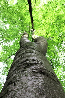 arbre, tribu, fulles, faig, corona, tronc de l'arbre, vista d’angle baix, naturalesa, a l'aire lliure, dia, planta, tronc, creixement, terra, bosc, color verd, branca, bellesa a la natura, part del cos, part del cos humà, persones reals, centrar-se en primer pla, primer pla, extremitat humana, escorça, directament a sota, 5K, CC0, domini públic, lliure de regalies