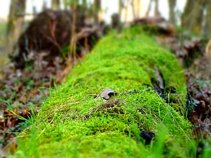 mossa, livlig, fallen, träd, fallet träd, djurteman, ett djur, grön färg, natur, fokusera på förgrunden, gräs, selektiv fokusering, växt, tillväxt, landa, dag, inget folk, närbild, fält, blad, växtdel, djur-, utomhus, skönhet i naturen, djur i det vilda, ytanivå, giftsvamp, 5K, CC0, offentligt domän, royaltyfria