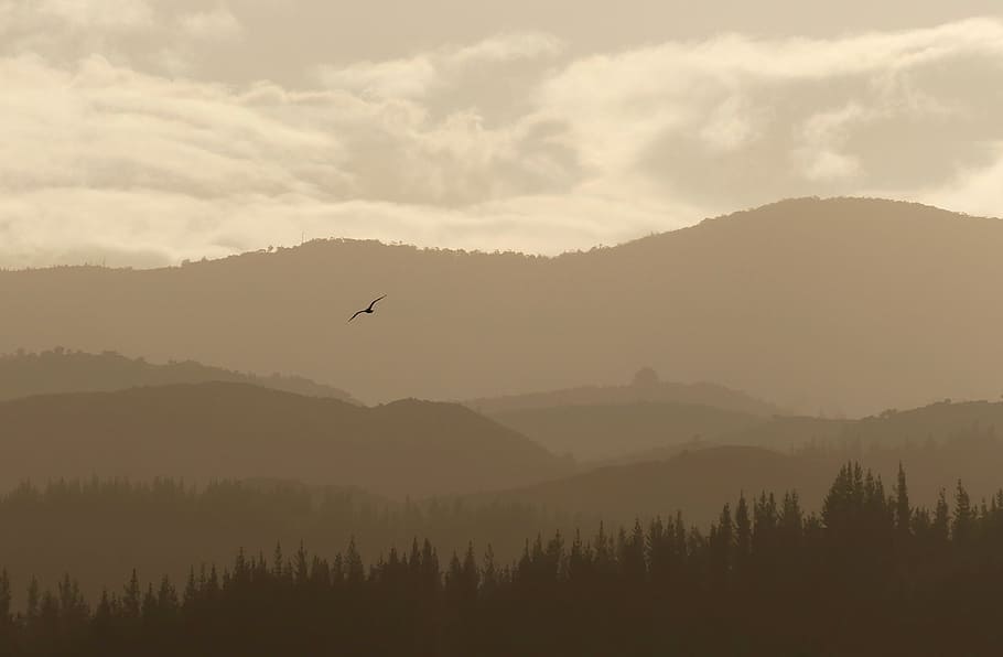 natura, paesaggio, montagna, nuvole, cielo, uccello, Marrone, boschi, foresta, scalata, trekking, viaggio, volante, bellezza nella natura, scenics - natura, animale, temi animali, silhouette, animali allo stato selvatico, scena tranquilla, nuvola - cielo, fauna selvatica, vertebrato, la tranquillità, albero, un animale, nessuno, scena non urbana, catena montuosa, all'aperto, 4K