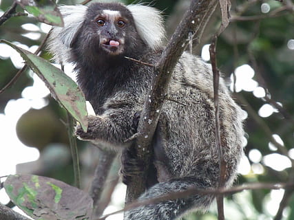 uistitì, natura, linguaggio, scimmia, Rio Tinto, animale, primate, foresta, mammifero, animali allo stato selvatico, foresta pluviale tropicale, carina, albero, pelliccia, specie in pericolo, foresta pluviale, fauna selvatica, temi animali, vertebrato, pianta, un animale, ramo, Inquadratura dal basso, nessuno, seduta, giorno, concentrarsi sulle conoscenze acquisite, all'aperto, capelli bianchi, famiglia di animali, 4K, CC0, dominio pubblico, privo di copyright