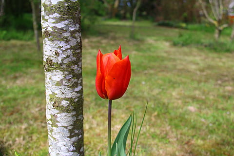 lalea, floare, primavara, gradina, roșu, primăvară, grădină, natură, mac, creştere, frumusețe în natură, plantă, trompă, trunchi de copac, să se concentreze asupra primelor elemente, planta cu flori, teren, prospeţime, copac, a închide, zi, camp, nici o persoana, în aer liber, inflorescenţă, cap de floare, 5K, CC0, domeniu public, fără drepturi de autor