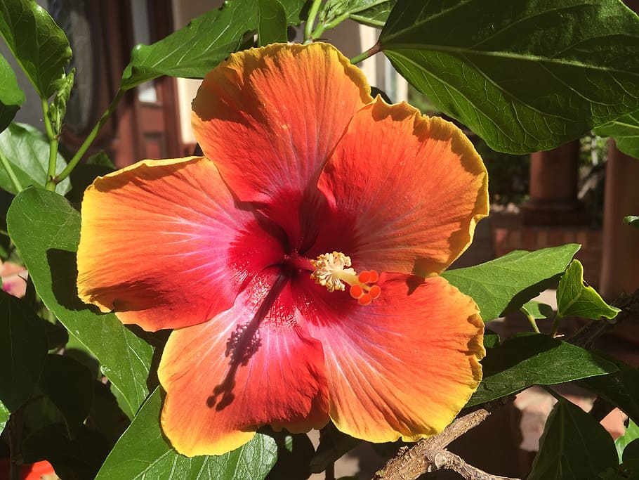 vermell, hibiscus, flor, planta amb flors, planta, bellesa a la natura, pètal, cap de flor, inflorescència, vulnerabilitat, creixement, fragilitat, frescor, primer pla, pol·len, full, part de la planta, naturalesa, estambres, cap gent, a l'aire lliure, 2K