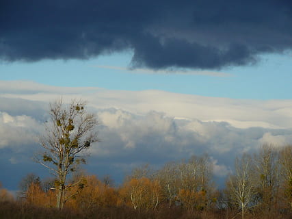loof, boom, hemel, fabriek, wolk - lucht, schoonheid in de natuur, scenics - natuur, kalmte, rustige scène, geen mensen, natuur, groei, milieu, dag, landschap, land-, niet-stedelijke scène, buitenshuis, idyllisch, herfst, 2K, CC0, publiek domein, royaltyvrij