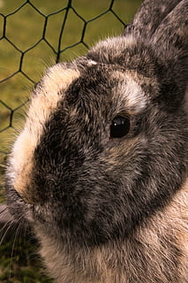 llebre, conill, animal, un animal, mamífer, temes d'animals, primer pla, vertebrats, cap gent, part del cos dels animals, mascotes, nacional, rosegador, fauna animal, animals domèstics, cap d’animals, conill - animal, centrar-se en primer pla, dia, porc de Guinea, animals a la natura, bigotis, ull d’animals, 4K, CC0, domini públic, lliure de regalies