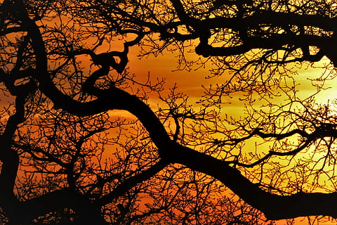 fotografia de silhueta, árvore, arvores, estético, por do sol, ramo, tribo, coroa, filiais, natureza, kahl, devorado, retorcido, silhueta, outono, árvore nua, scenics, ninguém, ao ar livre, beleza na natureza, plantar, céu, tranquilidade, cor laranja, scenics - natureza, visão de baixo ângulo, cena tranquila, tronco de árvore, tronco, crescimento, esboço, 4K, CC0, domínio público, royalty free