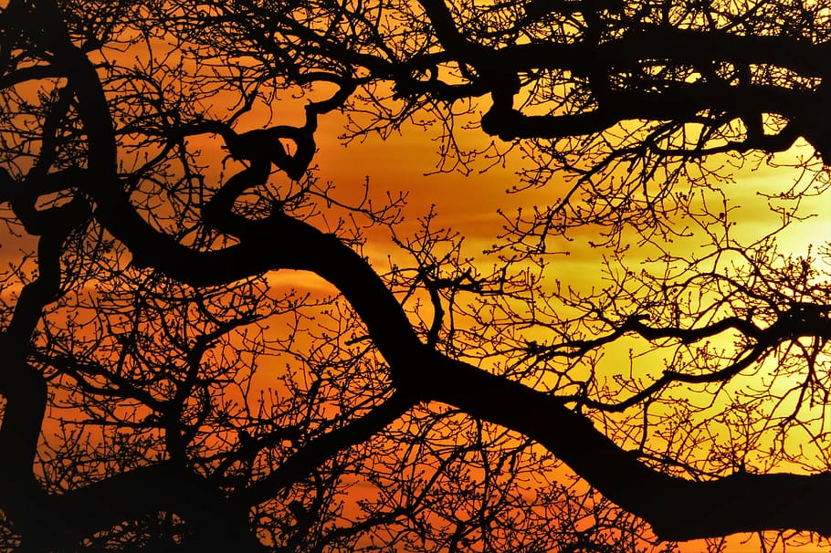 silueta fotografie, strom, stromy, estetický, západ slunce, větev, kmen, koruna, poboček, Příroda, kahl, hltal, pokroucený, silueta, podzim, holý strom, scén, nikdo, venku, krása v přírodě, rostlina, nebe, klid, oranžová barva, scenics - příroda, nízký úhel pohledu, klidné scény, kmen stromu, kufr, růst, obrys, 4K