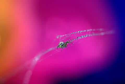 păianjen, panza de paianjen, picături, coroiat, arahnide, rouă, loc, colorare, nevertebrat, animal, insectă, animale în sălbăticie, animale sălbatice, animale tematice, a închide, un animal, nici o persoana, selectiv, culoarea roz, natură, furnică, zi, în aer liber, zoologie, să se concentreze asupra primelor elemente, Violet, frumusețe în natură, 5K, CC0, domeniu public, fără drepturi de autor