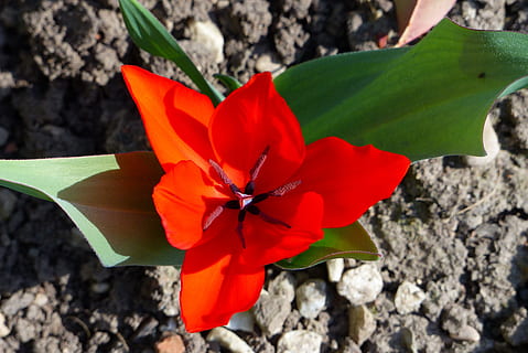 rot, Dreieck, graue Basis, Blume, blühende Pflanze, Pflanze, Schönheit in der Natur, Nahansicht, Frische, Wachstum, Blütenblatt, Natur, Blütenstand, Zerbrechlichkeit, Blütenkopf, Verletzlichkeit, Blatt, Pflanzenteil, keine Leute, Tag, draußen, 4K, CC0, gemeinfrei, lizenzfrei