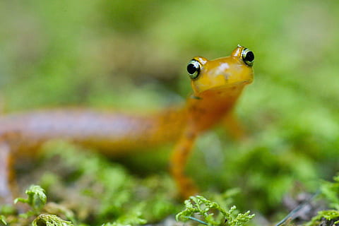 longicauda, Eurycea, salamandra, coda lunga, gechi, lucertole, anfibi, rettili, animali, fauna, temi animali, animale, fauna selvatica, un animale, animali allo stato selvatico, avvicinamento, vertebrato, messa a fuoco selettiva, macro, natura, nessuno, rettile, insetto, pianta, invertebrato, geco, ambiente, colore verde, anfibio, giorno, occhio animale, foresta pluviale, testa di animale, 2K, CC0, dominio pubblico, privo di copyright