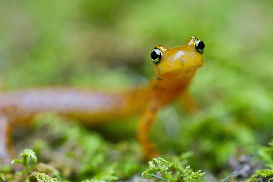 longicauda, Eurycea, salamandra, coda lunga, gechi, lucertole, anfibi, rettili, animali, fauna, temi animali, animale, fauna selvatica, un animale, animali allo stato selvatico, avvicinamento, vertebrato, messa a fuoco selettiva, macro, natura, nessuno, rettile, insetto, pianta, invertebrato, geco, ambiente, colore verde, anfibio, giorno, occhio animale, foresta pluviale, testa di animale, 2K