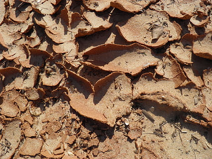 lama, fundo, ressecada, seco, terra, árido, deserto, sujeira, solo, textura, Castanho, calor, seca, quadro completo, origens, ninguém, natureza, dia, visão de alto ângulo, folha, parte da planta, fechar-se, luz solar, grande grupo de objetos, ao ar livre, campo, de praia, areia, diretamente acima, sai, 2K, CC0, domínio público, royalty free