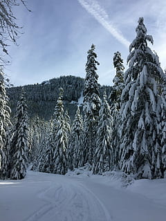 śnieg, zima, drzewa, las, pora roku, zimowy, drzewa, niebieski, biały, zimno, opady śniegu, grudzień, krajobraz, zimna temperatura, drzewo, sosna, biały kolor, roślina, piękno natury, niebo, spokój, spokojna scena, pokrycie, Natura, żadnych ludzi, scenics - natura, scena pozamiejska, wylądować, dzień, mrożony, chmura - niebo, drzewo iglaste, na dworze, ośnieżona góra, jodła, 2K, CC0, domena publiczna, darmowe zdjęcia