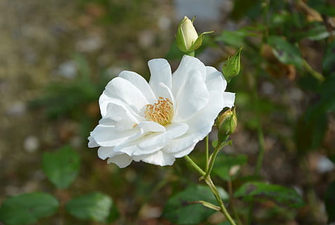 hvid blomst, hvid rose, knap, natur, blomstring, krydderi, have, blomst, blomstrende plante, friskhed, plante, skrøbelighed, skønhed i naturen, kronblad, sårbarhed, vækst, blomsterstand, blomsterhoved, tæt på, hvid farve, pollen, fokus på forgrunden, ingen mennesker, udendørs, dag, renhed, 5K, CC0, offentligt domæne, royaltyfrie