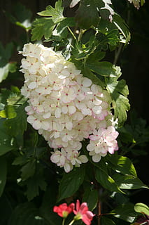 hydrangea panticulata, plan, white, summer, hint of pink, shade, flower, flowering plant, plant, beauty in nature, vulnerability, fragility, growth, freshness, petal, close-up, plant part, inflorescence, leaf, flower head, nature, day, no people, pink color, white color, focus on foreground, outdoors, springtime, bunch of flowers, lilac, 4K, CC0, public domain, royalty free