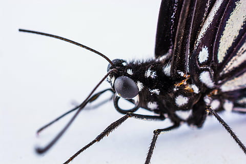 vlinder, insect, dichtbij, ongewerveld, dierlijke thema's, één dier, dier, dierlijke lichaamsdeel, detailopname, dierenleven, dierenvleugel, dieren in het wild, extreem dichtbij, dierlijke antenne, macro, studio opname, geen mensen, oog, natuur, dierlijk been, zoölogie, vergroting, dierenkop, dierlijk oog, vlinder - insect, 5K, CC0, publiek domein, royaltyvrij