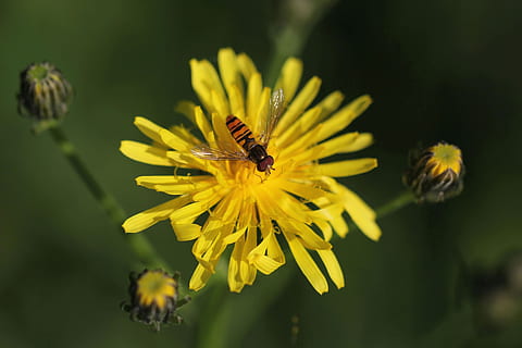 macro, flor, florir, primavera, planta amb flors, temes d'animals, insecte, invertebrat, animal, fauna animal, animals a la natura, pètal, bellesa a la natura, un animal, planta, groc, frescor, cap de flor, fragilitat, primer pla, creixement, abella, pol·len, polinització, cap gent, a l'aire lliure, 5K, CC0, domini públic, lliure de regalies