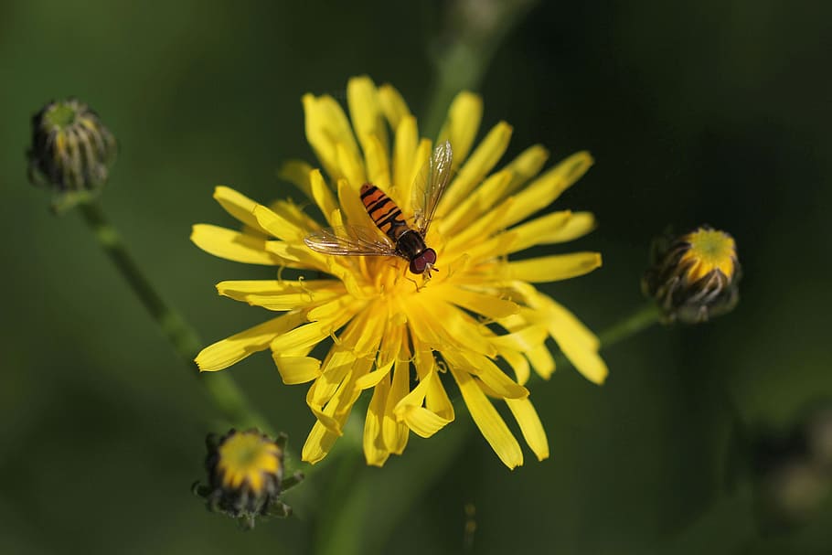 macro, flor, florir, primavera, planta amb flors, temes d'animals, insecte, invertebrat, animal, fauna animal, animals a la natura, pètal, bellesa a la natura, un animal, planta, groc, frescor, cap de flor, fragilitat, primer pla, creixement, abella, pol·len, polinització, cap gent, a l'aire lliure, 5K