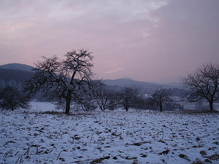 zimowy, czerwony fiolet, Sundgau, śnieg, czerwony, fioletowy, zimno, mrożony, romantyk, mróz, światło, szron, łąka, drzewa, zachód słońca, zimna temperatura, drzewo, Natura, pogoda, roślina, piękno natury, scenics - natura, niebo, spokój, środowisko, spokojna scena, żadnych ludzi, krajobraz, pole, nagie drzewo, pokrycie, wylądować, na dworze, ośnieżona góra, 2K, CC0, domena publiczna, darmowe zdjęcia