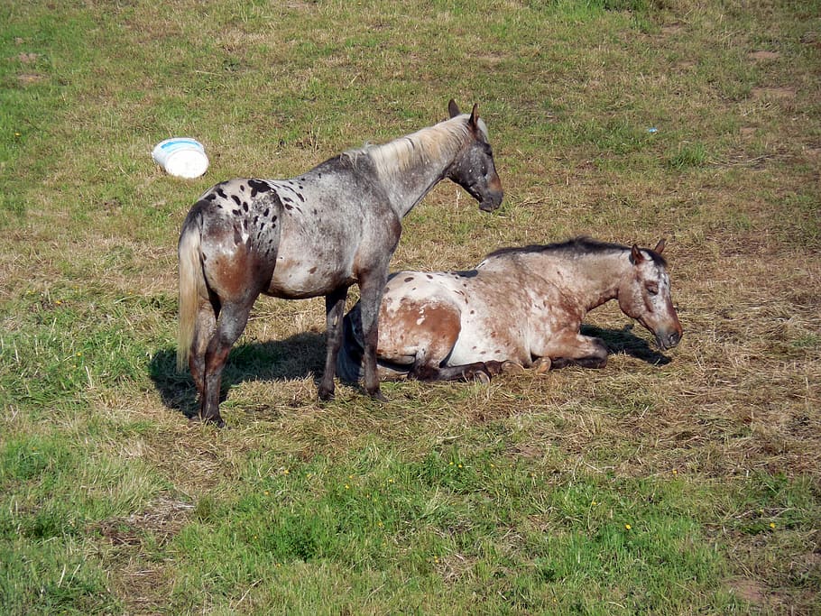 cavalli, paddock, accoppiamento, stanco, riposo, erba, animali allo stato selvatico, fauna selvatica, nessuno, temi animali, giorno, mammifero, animale, gruppo di animali, domestico, animali domestici, campo, vertebrato, terra, bestiame, pianta, cavallo, giovane animale, natura, due animali, famiglia di animali, all'aperto, erbivoro, 2K