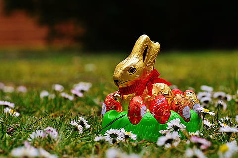 lepre, Pasqua, cioccolato, prato primaverile, fiori selvatici, blu, fiori, primavera, fiore, prato, prato fiorito, pianta, natura, estate, erba, prato estivo, uovo, decorazione, giocattolo, rappresentazione, messa a fuoco selettiva, rappresentazione animale, animale, avvicinamento, nessuno, figurina, temi animali, un animale, vacanza, terra, celebrazione, vertebrato, giorno, campo, 5K, CC0, dominio pubblico, privo di copyright