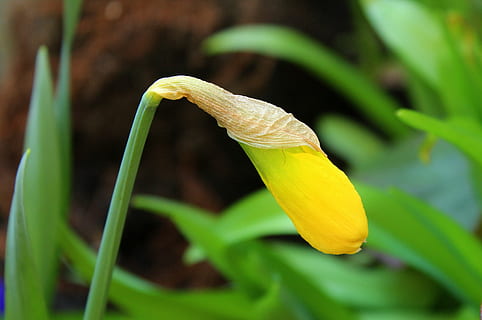 zarnacadea, mugur, impuls, primăvară, natură, frunze, plantă, sezon, a închide, creştere, floare, planta cu flori, prospeţime, frumusețe în natură, fragilitate, nici o persoana, să se concentreze asupra primelor elemente, Culoarea verde, petală, vulnerabilitate, zi, inflorescenţă, alimente, galben, cap de floare, în aer liber, iris - plantă, 4K, CC0, domeniu public, fără drepturi de autor