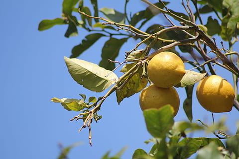Zitronenbaum, Zitronen, Obst, sauer, Baum, bio, Zitrusfrüchte, Früchte, Blatt, Essen und Trinken, Lebensmittel, Flachwinkelansicht, Pflanze, gesundes Essen, Wachstum, Pflanzenteil, Frische, Natur, Himmel, Nahansicht, Fokus auf den Vordergrund, keine Leute, grüne Farbe, Tag, Obstbaum, Ast, draußen, reif, 2K, CC0, gemeinfrei, lizenzfrei